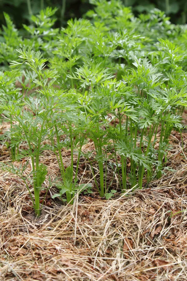 mulching a carrot crop