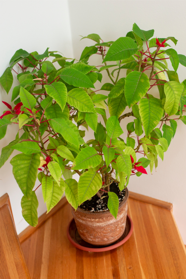 keeping poinsettia plant alive