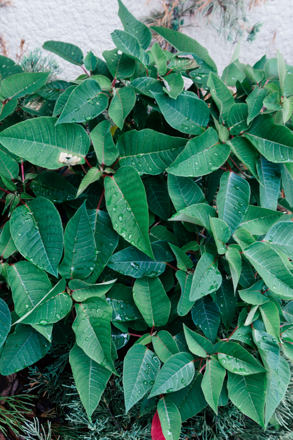 keeping poinsettia plants alive