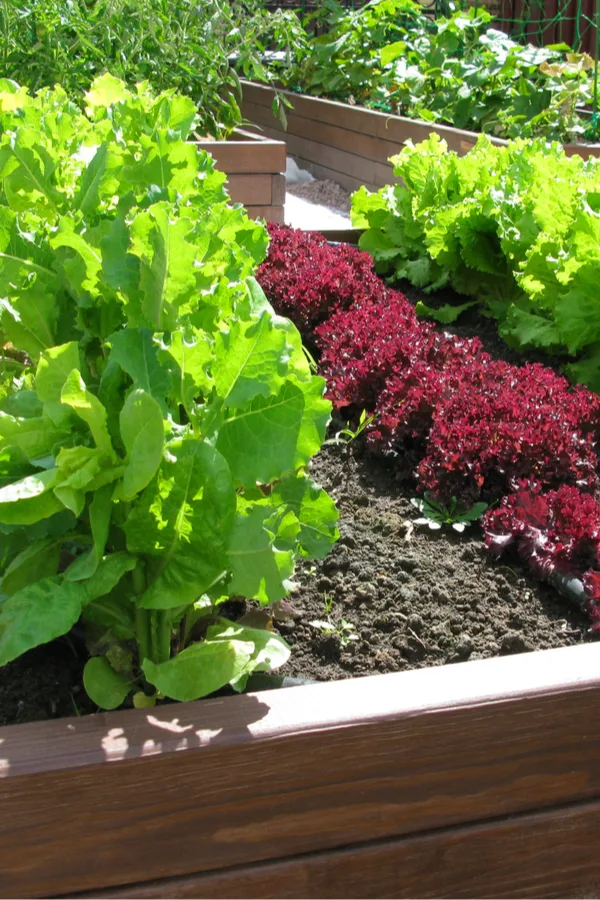 4 Major Benefits of Raised-Bed Gardening - Lettuce Grow Something