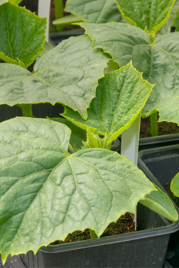 cucumber plants to grow
