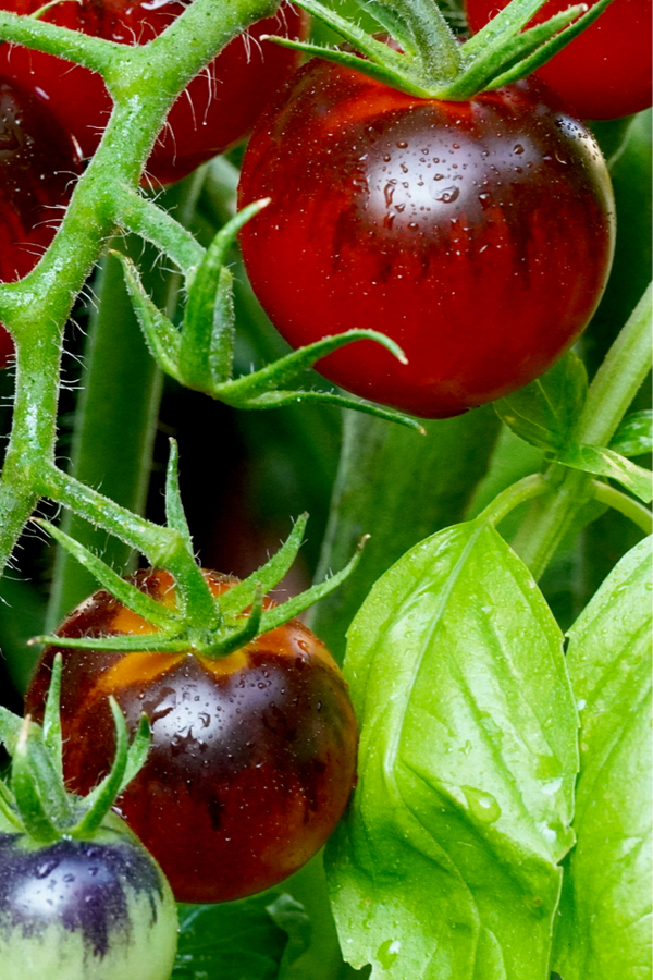 tomato timer near me