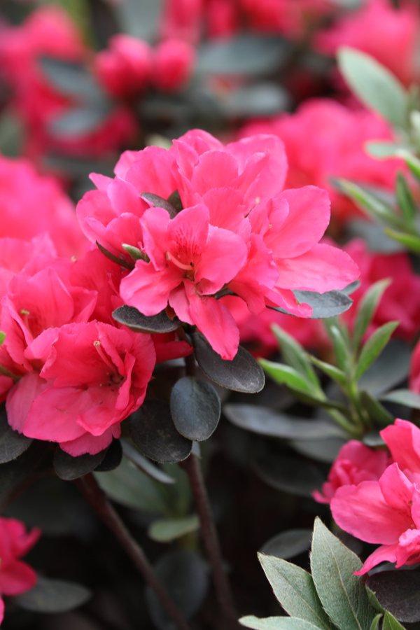 How To Grow Azaleas - The Simple Secrets To Spring Blooming Success!