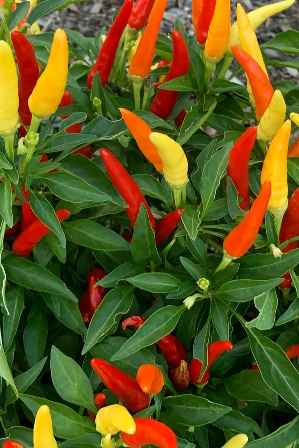 grow ornamental peppers