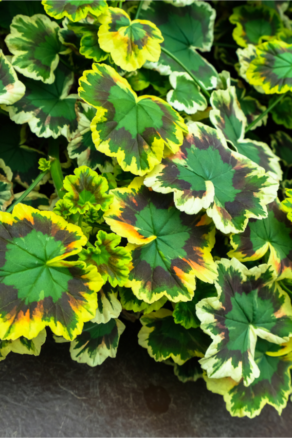 coral bell foliage