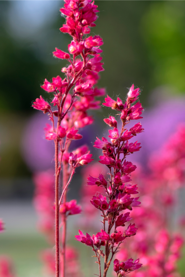 growing coral bells