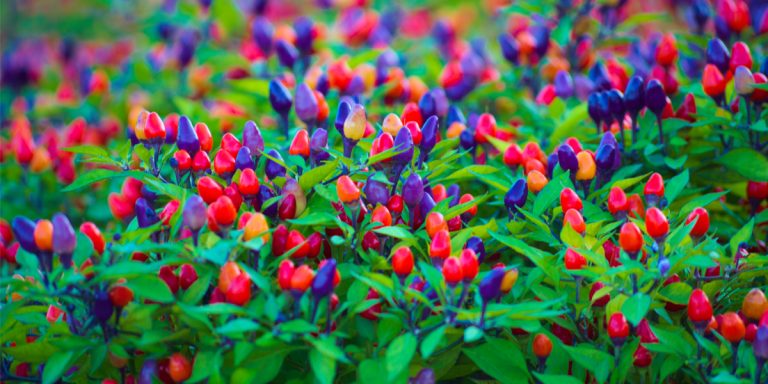 how to grow ornamental peppers