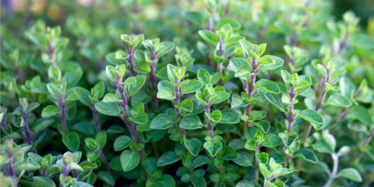 how to grow oregano