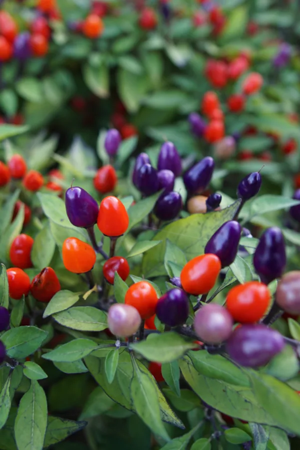 How to Grow and Care for Ornamental Peppers