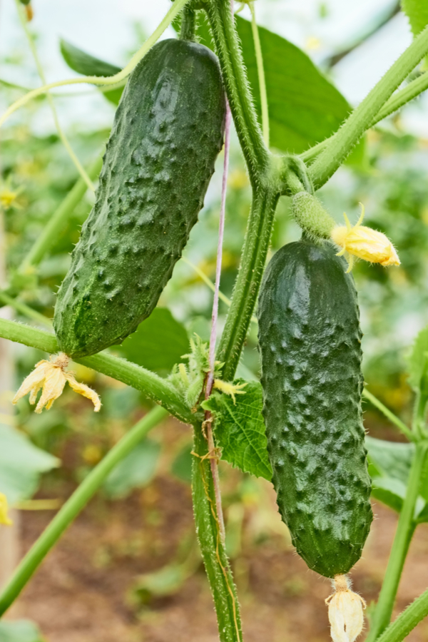 The 5 Simple Secrets To Growing Cucumbers - How To Grow Great Cukes!