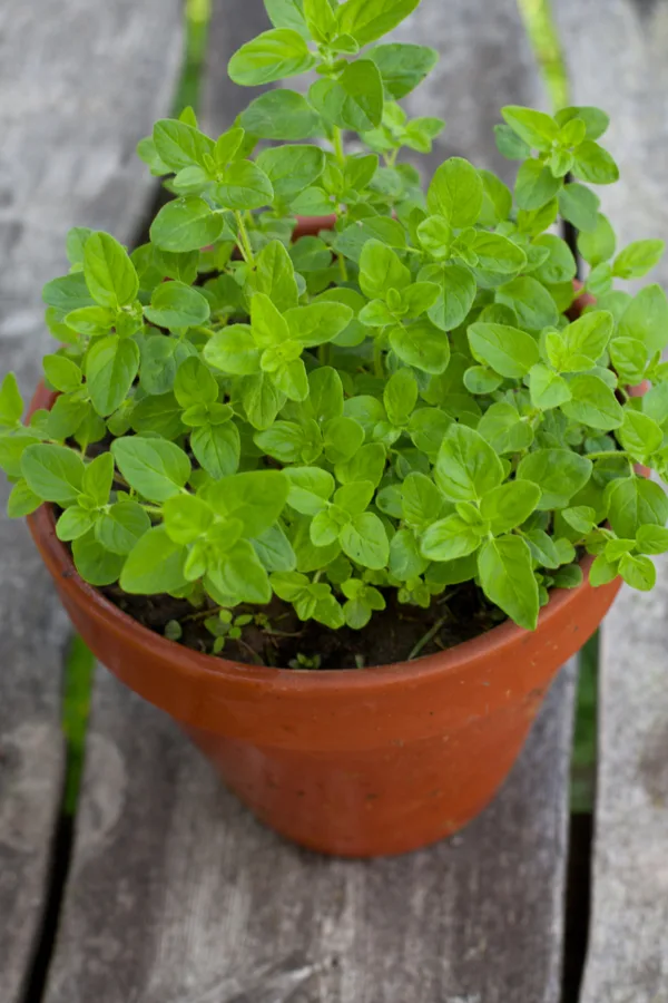 growing oregano