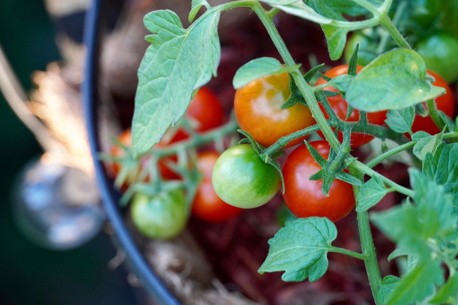 how to grow vegetables in buckets