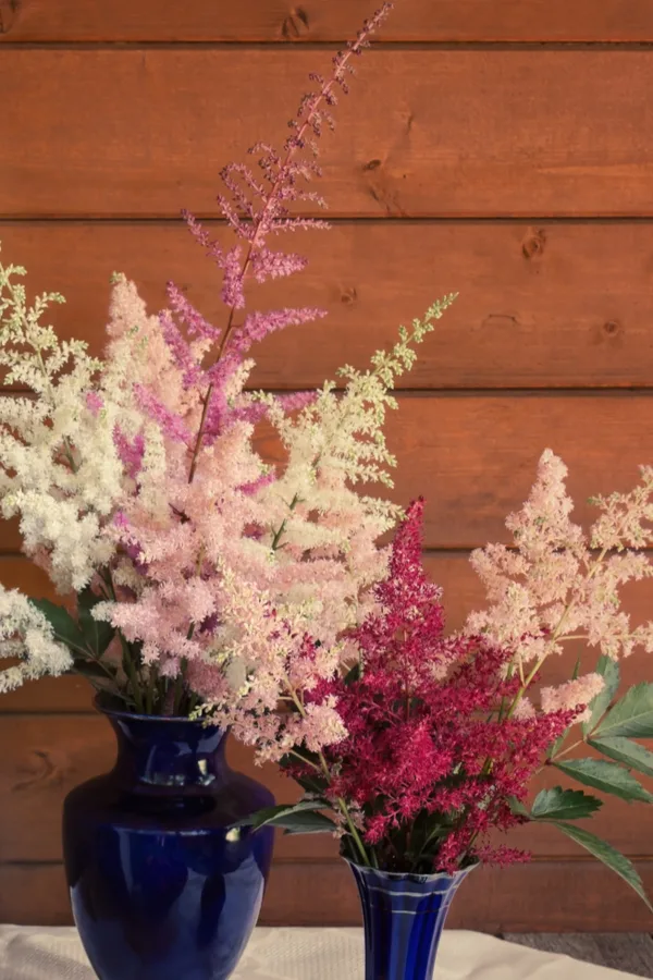 growing astilbe for cut flowers