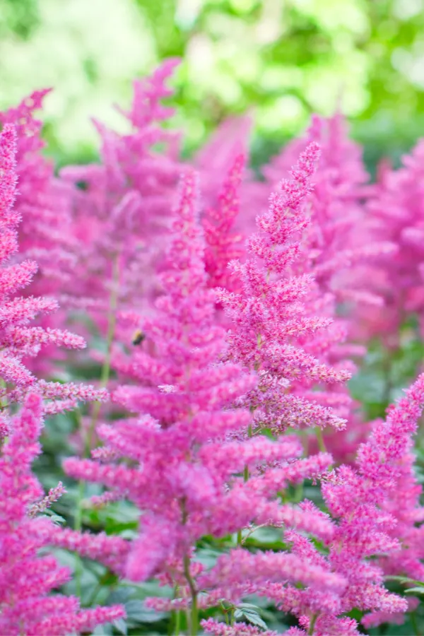 planting astilbe