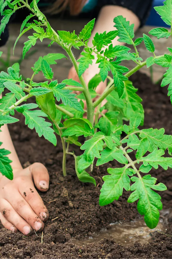 tomato plants - foot traffic