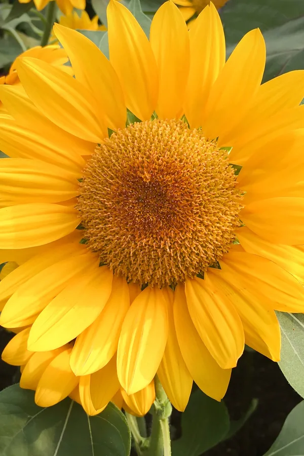 mammoth grey sunflowers