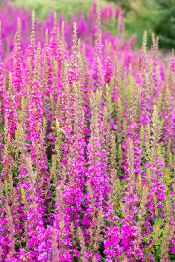 pink salvia