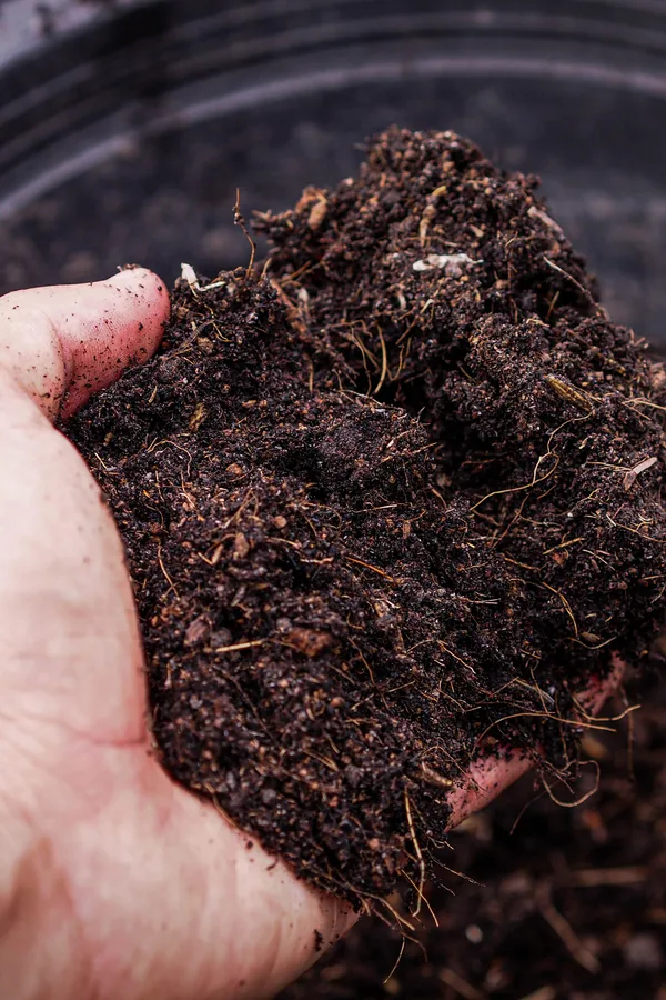 the best potting mix for growing vegetables