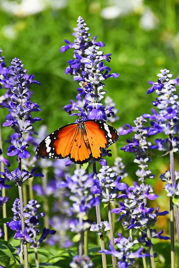 pollinator plants