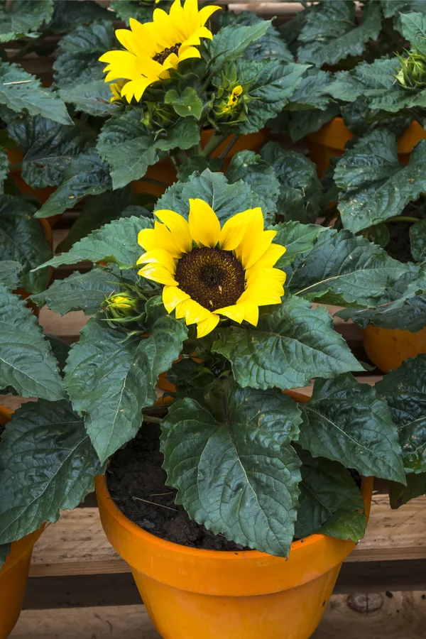 pottes sunflowers