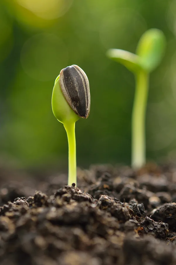 planting and growing sunflower seeds