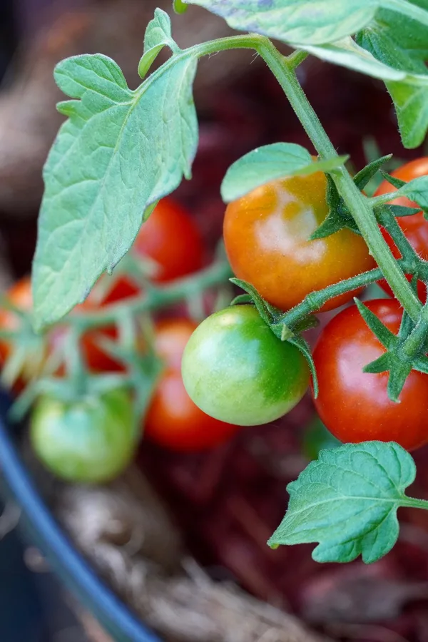 tomatoes in pots