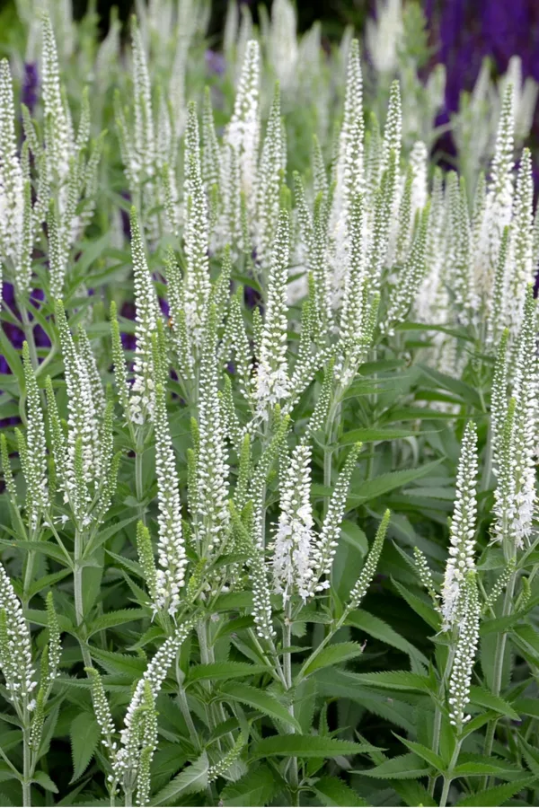 growing salvia