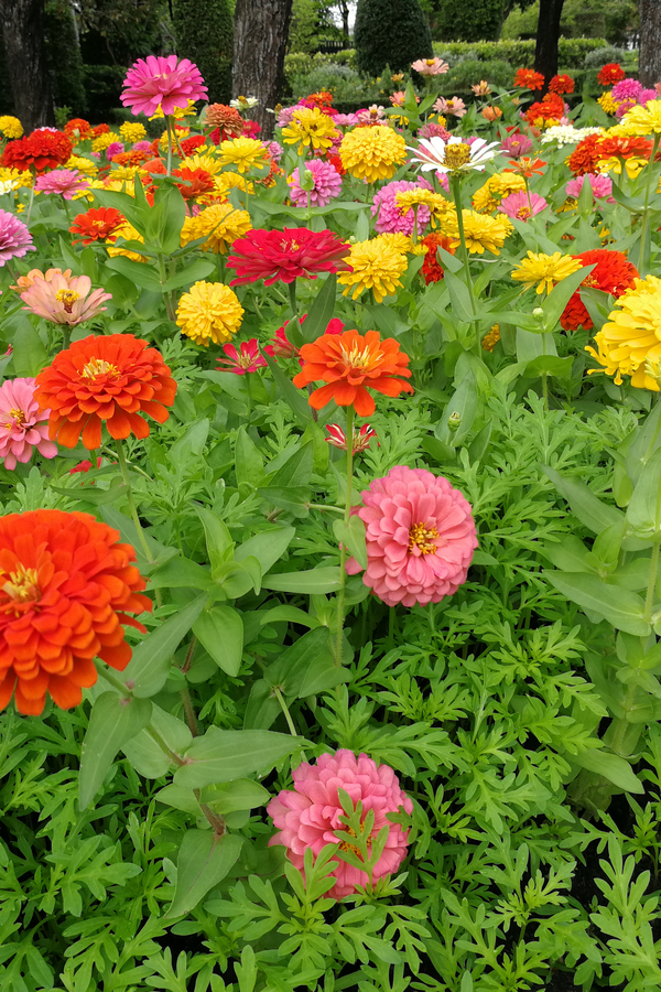 growing zinnias as a border plant