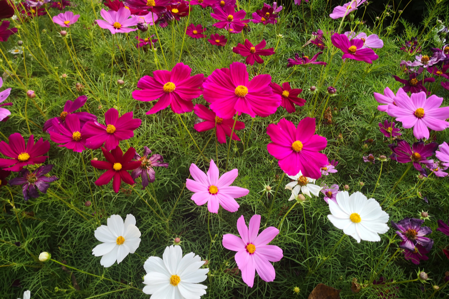 Growing Cosmos - How To Keep Cosmos Blooming Strong All Summer!