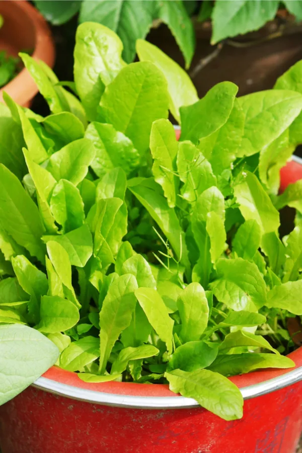 growing lettuce in containers