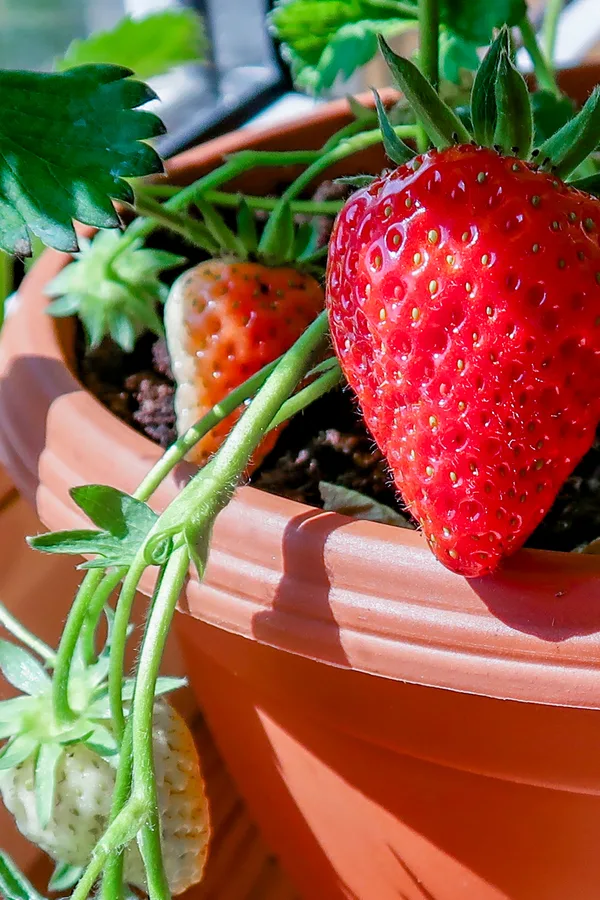 strawberries in containers