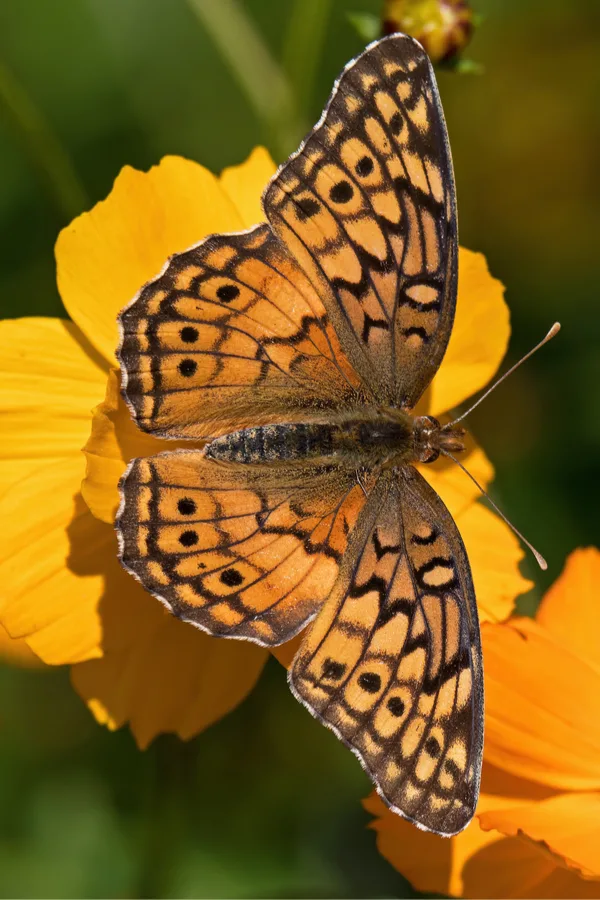 pollinator on  flowering annual