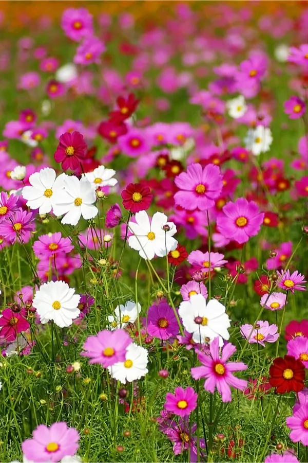 self seeding cosmos growing