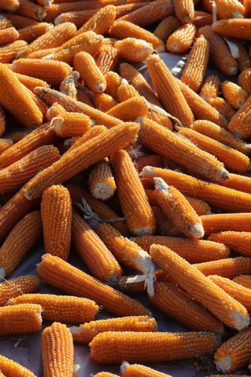 How To Plant And Grow Popcorn The Simple Steps To A Great Harvest