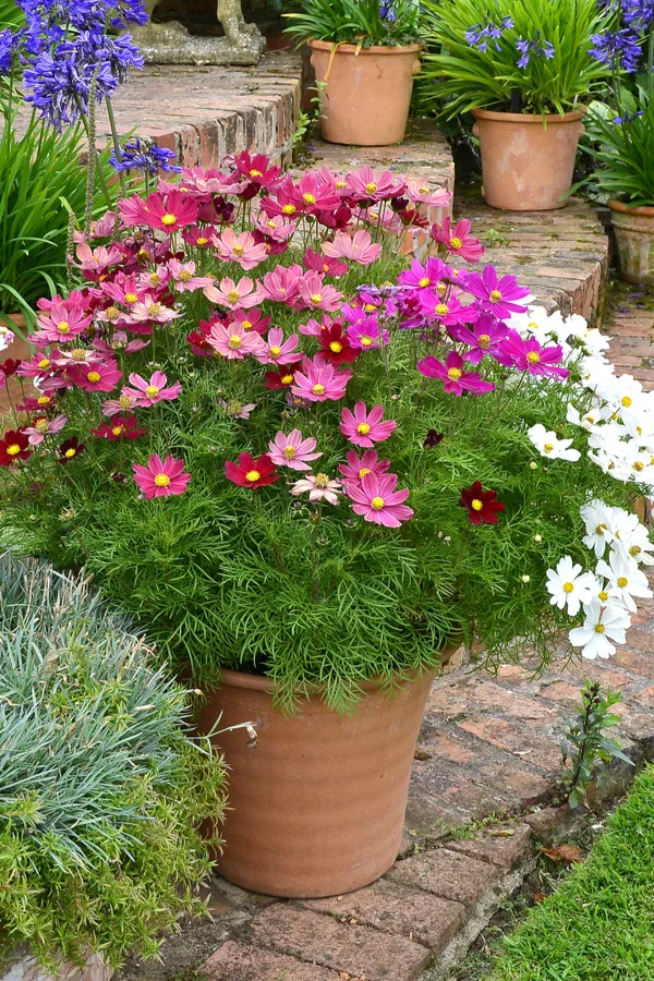 growing cosmos in containers