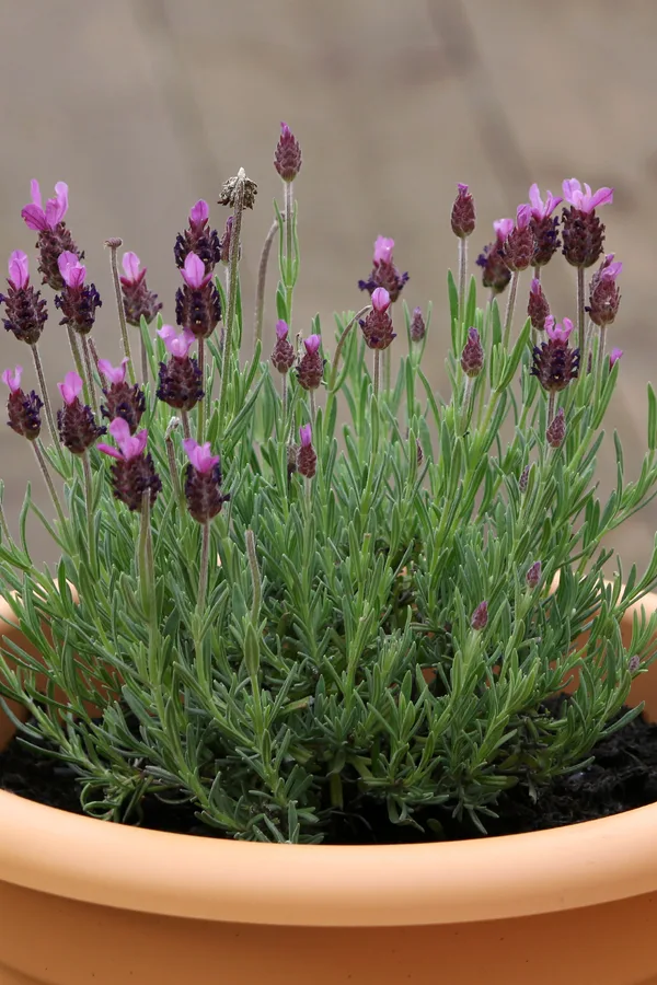 lavender in pots - what to do with lavender before winter - fall lavender care