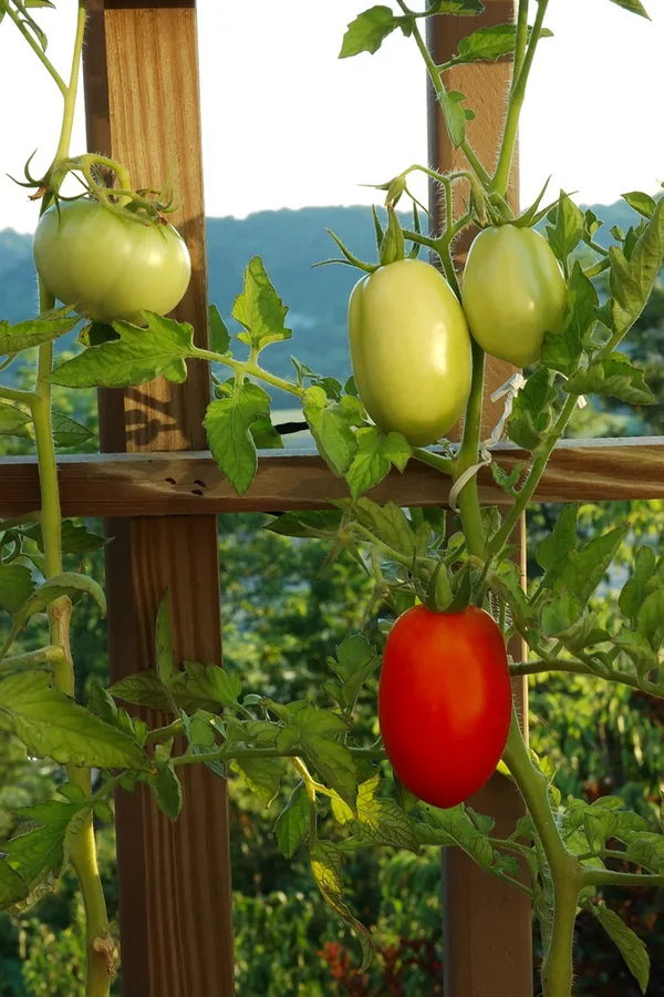 growing vegetables in containers