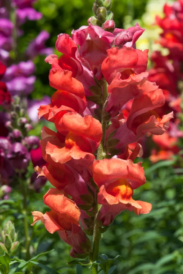 keep snapdragons blooming