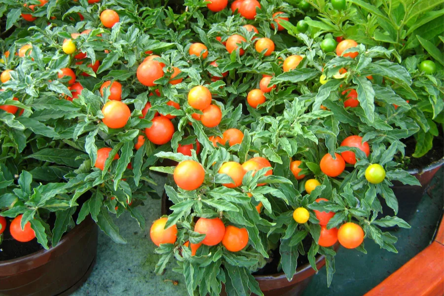 growing vegetables in containers