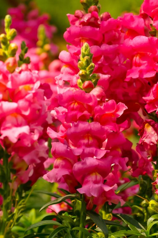 Growing Snapdragons How To Keep Snapdragons Blooming All Summer!