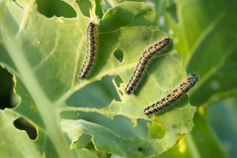 how to stop cabbage worms