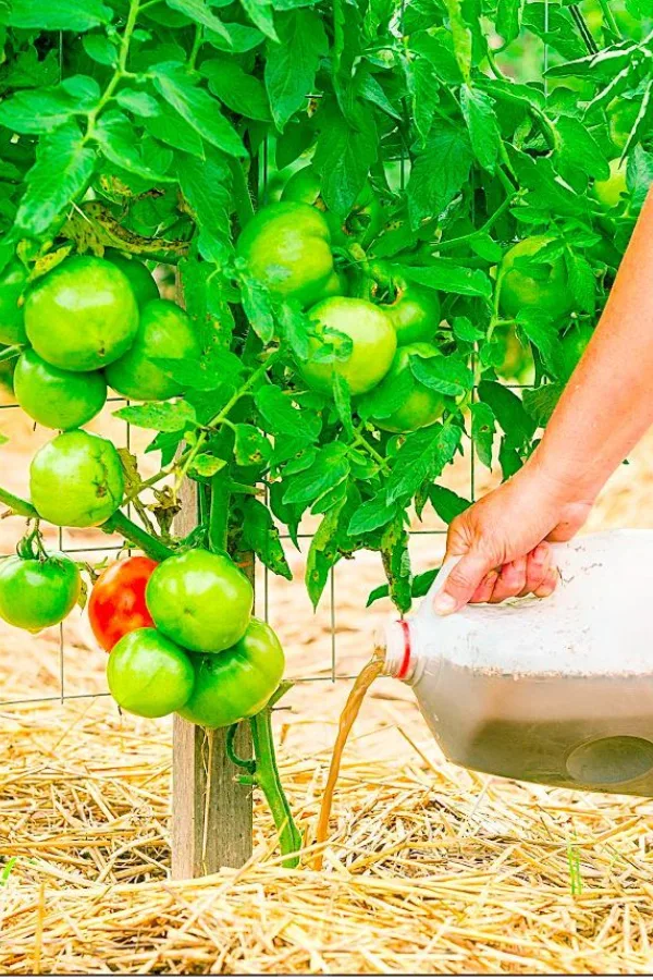 fertilizing tomatoes with compost tea