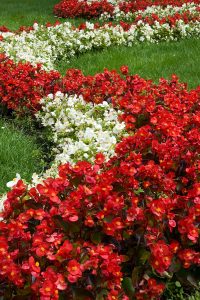 How To Keep Begonias Blooming Big & Strong, All Summer Long!