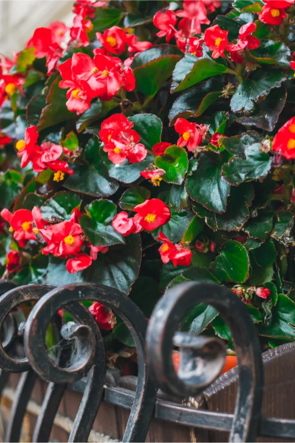 keep begonias blooming