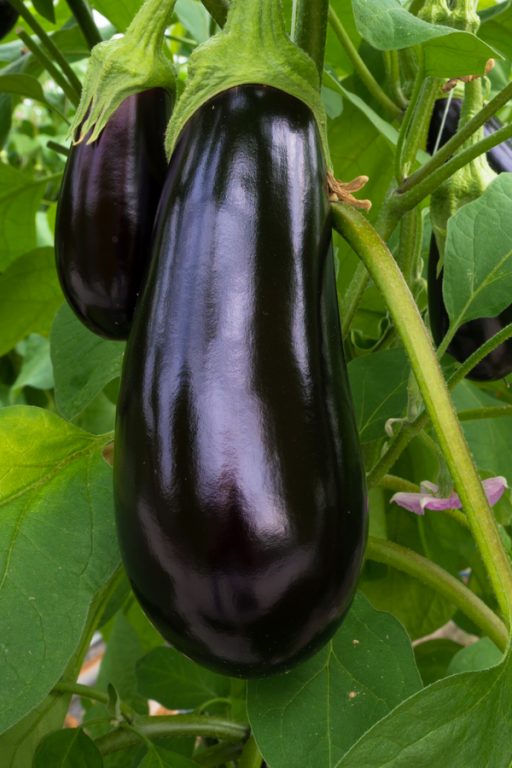 The Secret To Growing Eggplant How To Plant, Grow & Harvest Eggplant