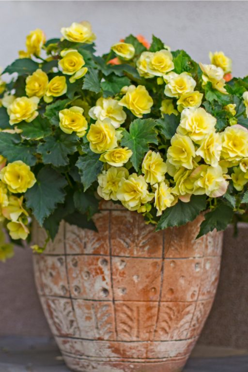 How To Keep Begonias Blooming Big & Strong, All Summer Long!