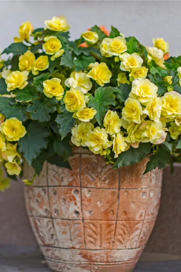 begonias in flower pots