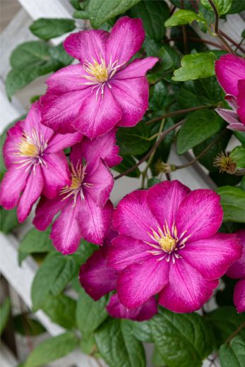 How To Grow Clematis - Add Vertical Flower Power To Your Landscape!