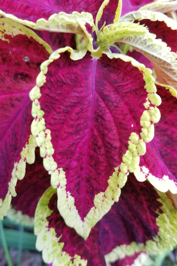 how to grow coleus