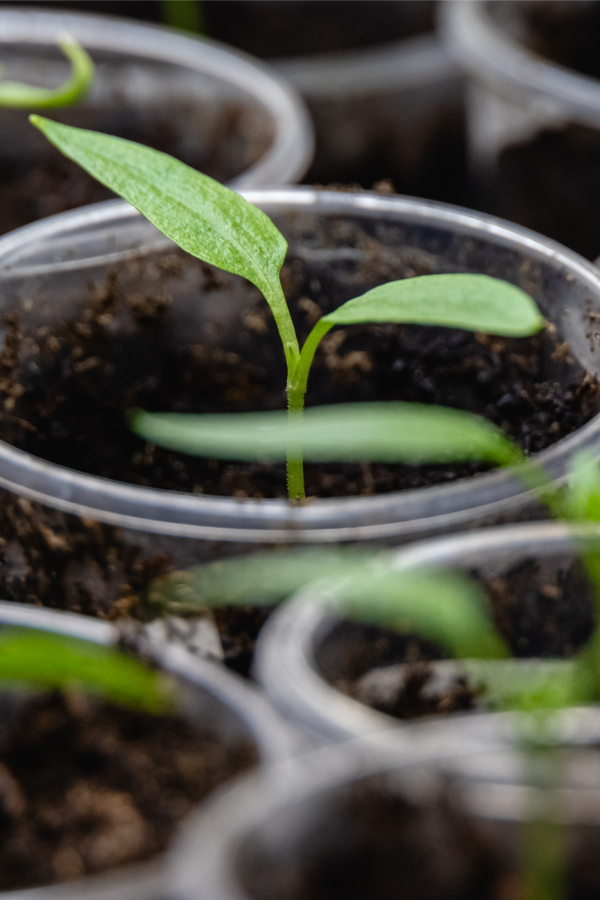 eggplant seed starting